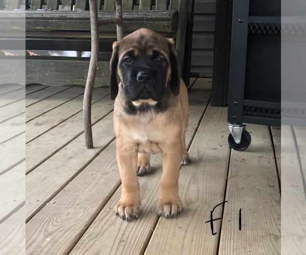 Medium Photo #7 Mastiff Puppy For Sale in APOLLO, PA, USA