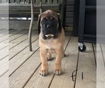 Small Photo #7 Mastiff Puppy For Sale in APOLLO, PA, USA
