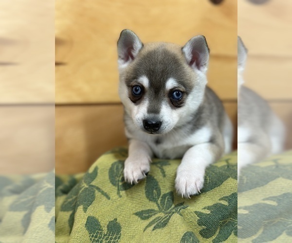 Medium Photo #6 Alaskan Klee Kai-Pomeranian Mix Puppy For Sale in ATHENS, WI, USA