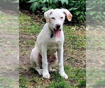 Small #2 Labrador Retriever Mix