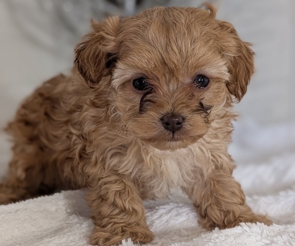 Medium Photo #30 Cavapoo (Miniature) Puppy For Sale in GOSHEN, IN, USA