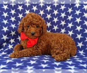 Poodle (Miniature) Puppy for sale in NEW PROVIDENCE, PA, USA