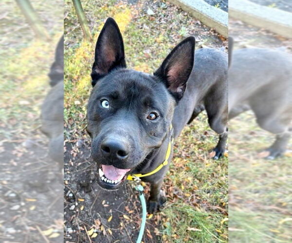 Medium Photo #4 Siberian Husky-Unknown Mix Puppy For Sale in Lawrenceville, NJ, USA