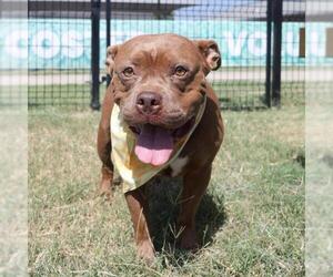 American Staffordshire Terrier-Unknown Mix Dogs for adoption in San Antonio, TX, USA