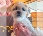 Small #2 Shih Tzu Mix