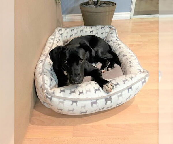 Medium Photo #4 Labrador Retriever-Unknown Mix Puppy For Sale in Oceanside, CA, USA