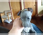 Small Photo #2 Italian Greyhound Puppy For Sale in MIAMI, OK, USA