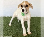 Small #3 Jack Russell Terrier Mix
