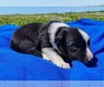 Small Photo #91 Border Collie Puppy For Sale in NORBORNE, MO, USA