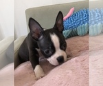 Small Photo #14 Boston Terrier Puppy For Sale in SYLMAR, CA, USA