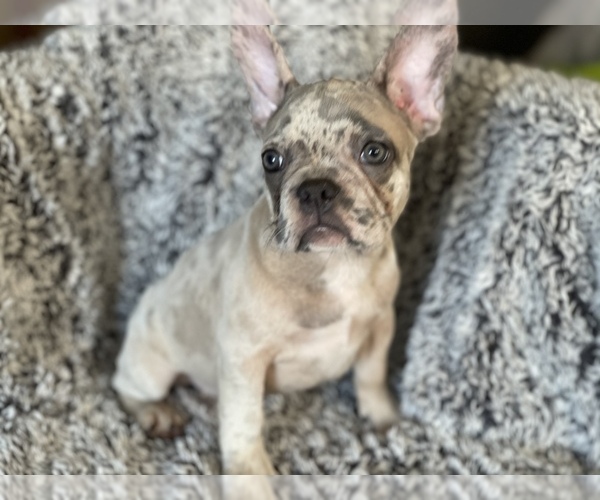 Medium Photo #9 French Bulldog Puppy For Sale in HAMDEN, CT, USA