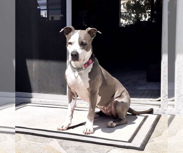 Medium Photo #1 American Staffordshire Terrier Puppy For Sale in San Juan Capistrano, CA, USA
