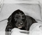 Small Photo #4 Goldendoodle Puppy For Sale in CENTRALIA, IL, USA