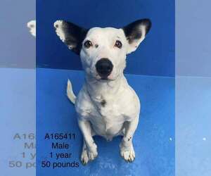 Mutt Dogs for adoption in Calgary, Alberta, Canada