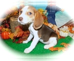 Small Photo #1 Beagle Puppy For Sale in HAMMOND, IN, USA