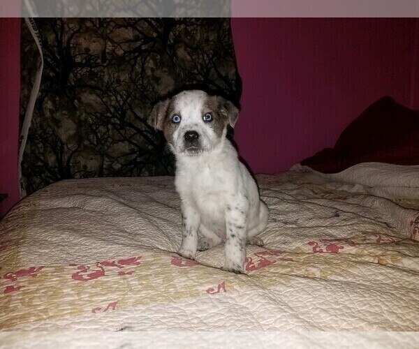 Medium Photo #5 Texas Heeler Puppy For Sale in SPENCER, TN, USA