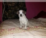 Small Photo #5 Texas Heeler Puppy For Sale in SPENCER, TN, USA