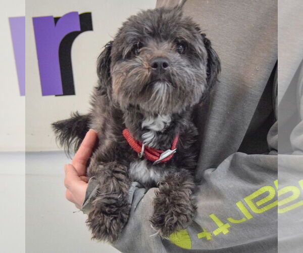 Medium Photo #3 Havashu Puppy For Sale in Huntley, IL, USA