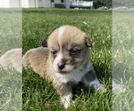 Small Photo #1 Pembroke Welsh Corgi Puppy For Sale in SULLIVAN, IL, USA