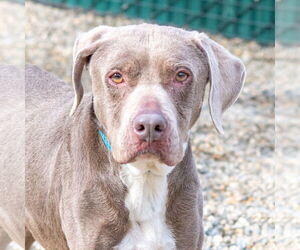 Labrador Retriever-Unknown Mix Dogs for adoption in Hilton Head, SC, USA