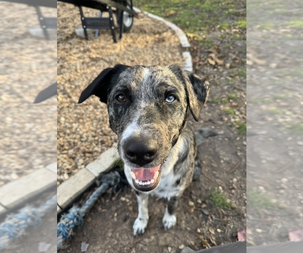 Medium Photo #1 Australian Cattle Dog Puppy For Sale in BONHAM, TX, USA
