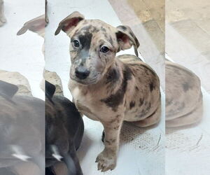 Catahoula Leopard Dog-Labrador Retriever Mix Dogs for adoption in Sanford, FL, USA