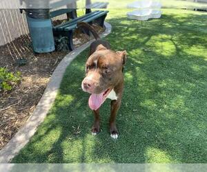 Bullboxer Pit Dogs for adoption in Corona, CA, USA