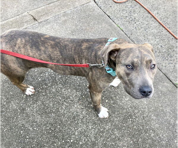 Medium Photo #4 American Pit Bull Terrier-American Staffordshire Terrier Mix Puppy For Sale in Staten Island, NY, USA