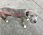 Small #3 American Pit Bull Terrier-American Staffordshire Terrier Mix