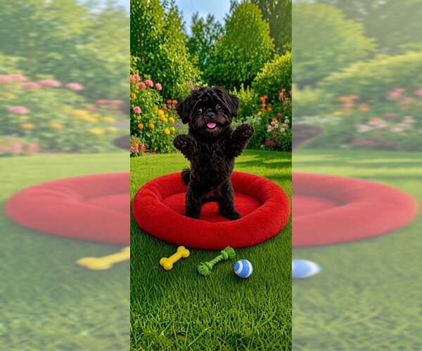 Medium Photo #1 Shih Tzu Puppy For Sale in Weston, FL, USA
