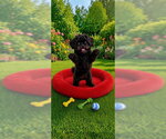 Rocky Ray - Male Shih Tzu Dog for Adoption - Small photo