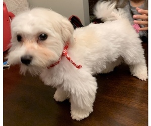 Maltese Puppy for sale in CROWN POINT, IN, USA