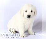 Small #2 English Cream Golden Retriever