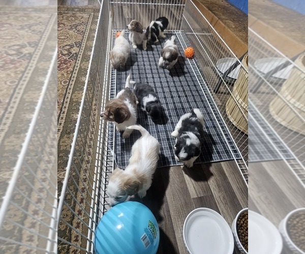 Medium Photo #4 Schweenie Puppy For Sale in BOWLING GREEN, KY, USA
