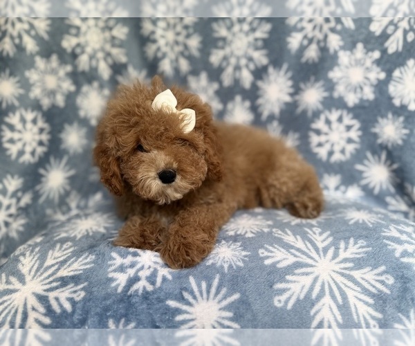 Medium Photo #4 Cock-A-Poo Puppy For Sale in LAKELAND, FL, USA