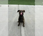 Small Catahoula Leopard Dog