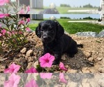 Small #3 Doxle-Poodle (Toy) Mix
