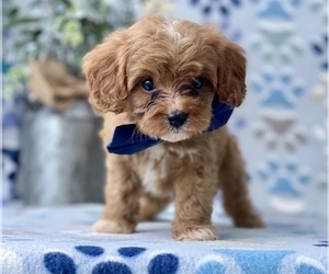Cavapoo Puppy for sale in LANCASTER, PA, USA