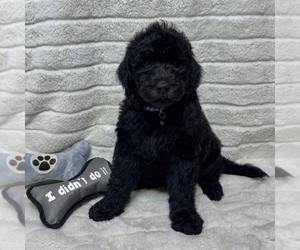 Goldendoodle Puppy for sale in AUBURN, IN, USA