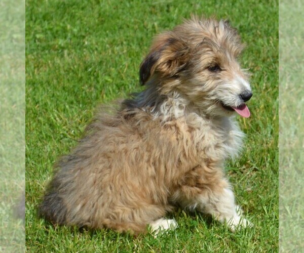 Medium Photo #8 Sheltidoodle Puppy For Sale in SHIPPENSBURG, PA, USA