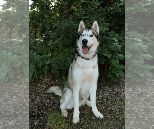 Medium Photo #5 Siberian Husky Puppy For Sale in Carrollton, TX, USA