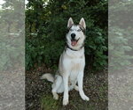 Small #4 Siberian Husky