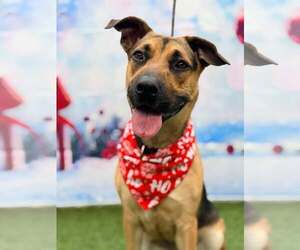 German Shepherd Dog Dogs for adoption in Pompano Beach , FL, USA