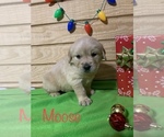 Small Photo #15 English Cream Golden Retriever Puppy For Sale in DEARBORN, MO, USA