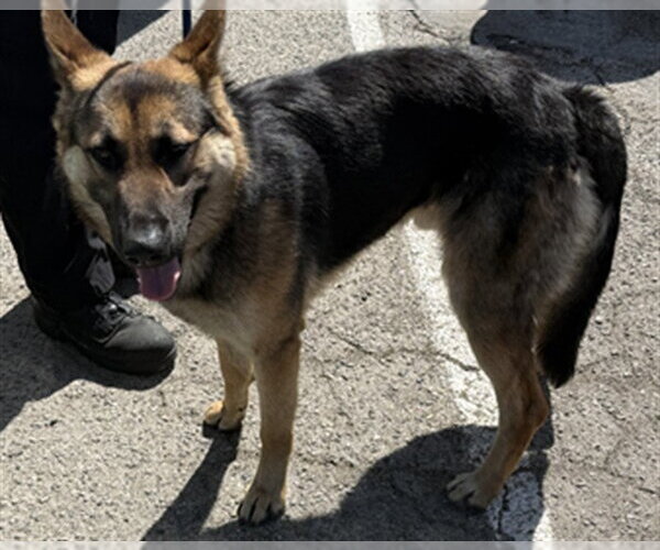 Medium Photo #1 German Shepherd Dog Puppy For Sale in Burbank, CA, USA