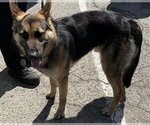 Small German Shepherd Dog
