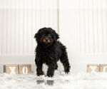 Small #1 Poodle (Toy)