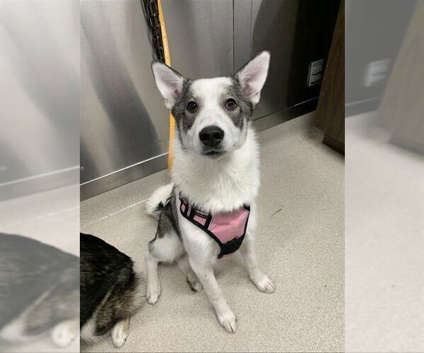 Medium Photo #1 Siberian Husky Puppy For Sale in Fairbanks, AK, USA