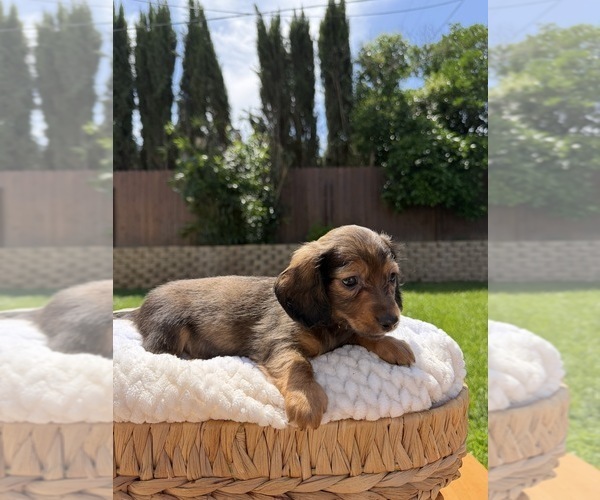 Medium Photo #5 Dachshund Puppy For Sale in NORTH HIGHLANDS, CA, USA