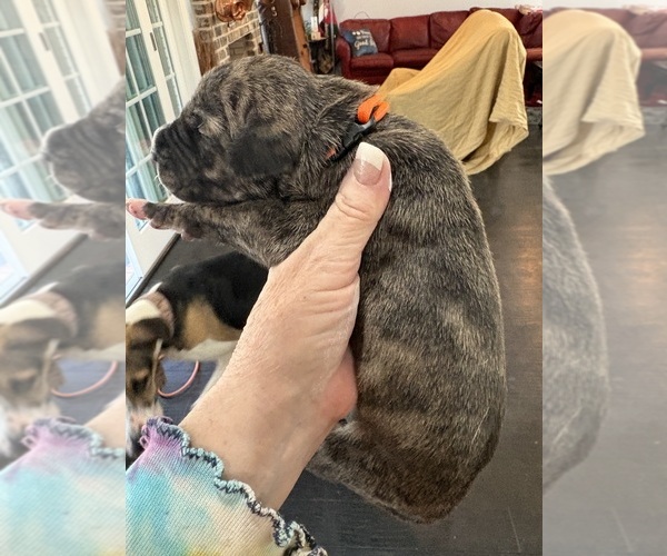 Medium Photo #4 Great Dane Puppy For Sale in CLANTON, AL, USA